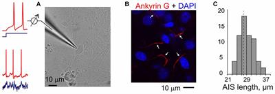 Encoding of High Frequencies Improves with Maturation of Action Potential Generation in Cultured Neocortical Neurons